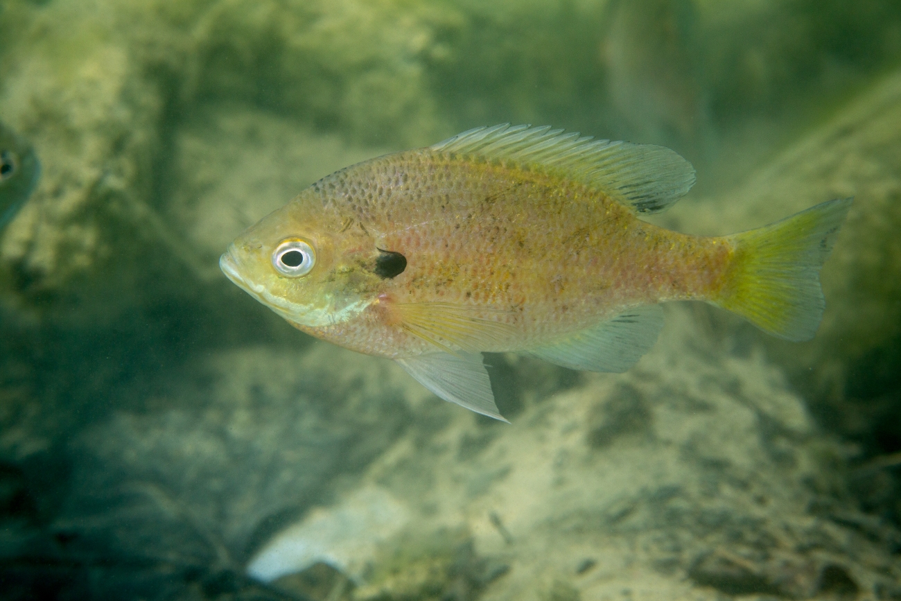 Bluegill showing a deep body and dark opercular flap