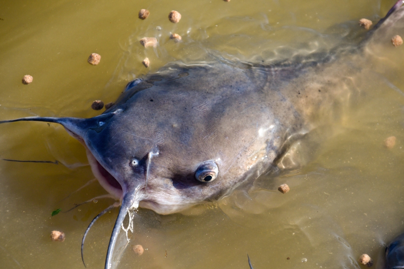 Channel catfish swimming in a hatchery pond