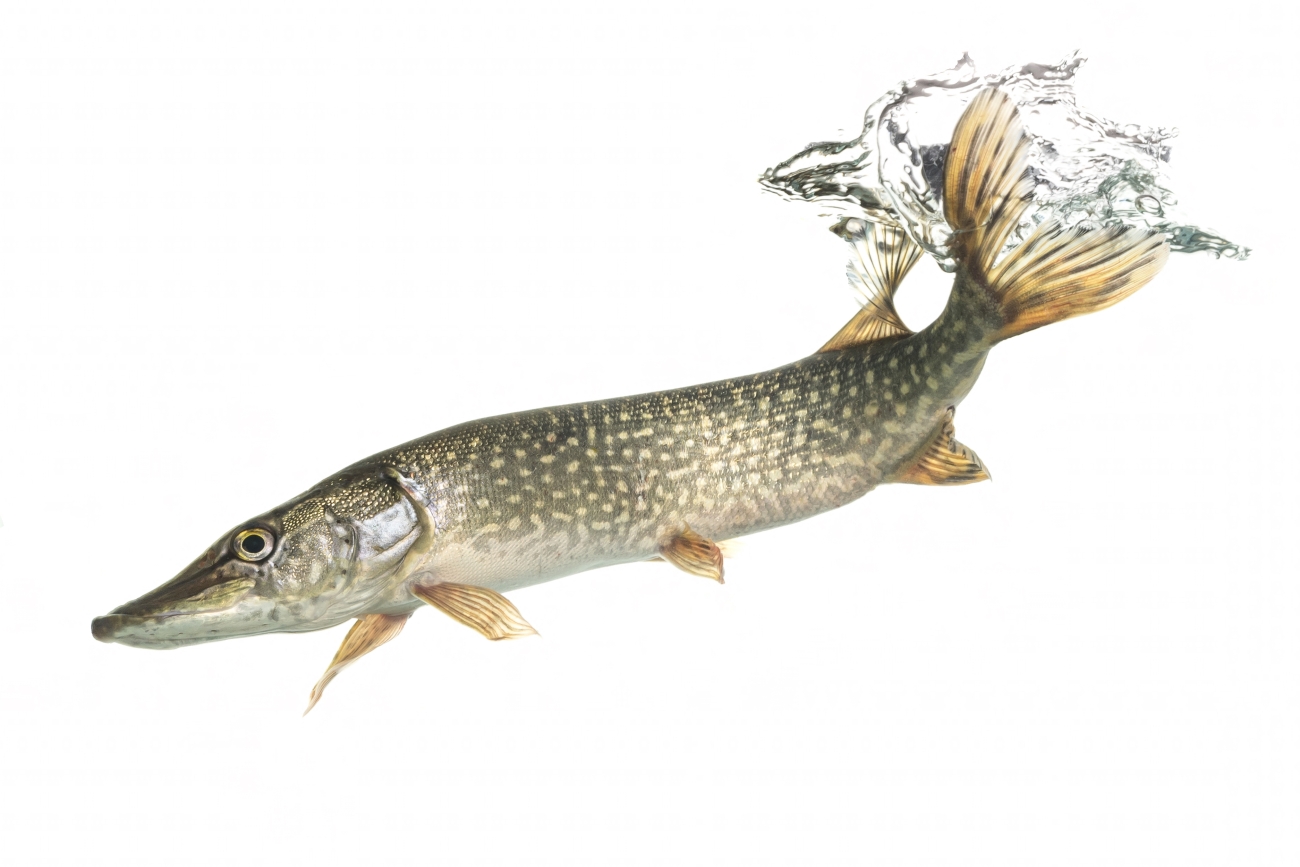 Long-bodied northern pike with pale spots