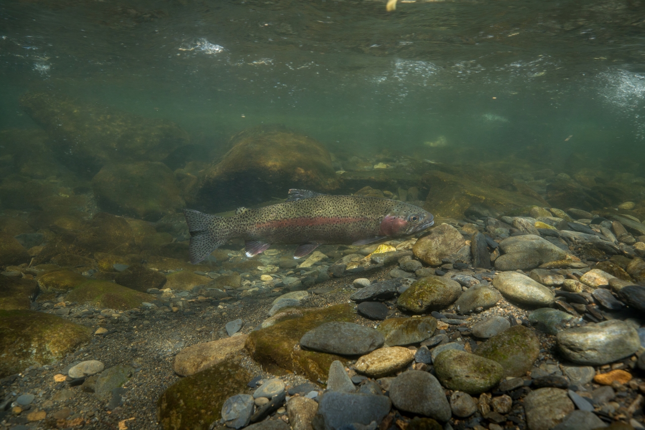 Rainbow trout in clear water above a rocky stream bed