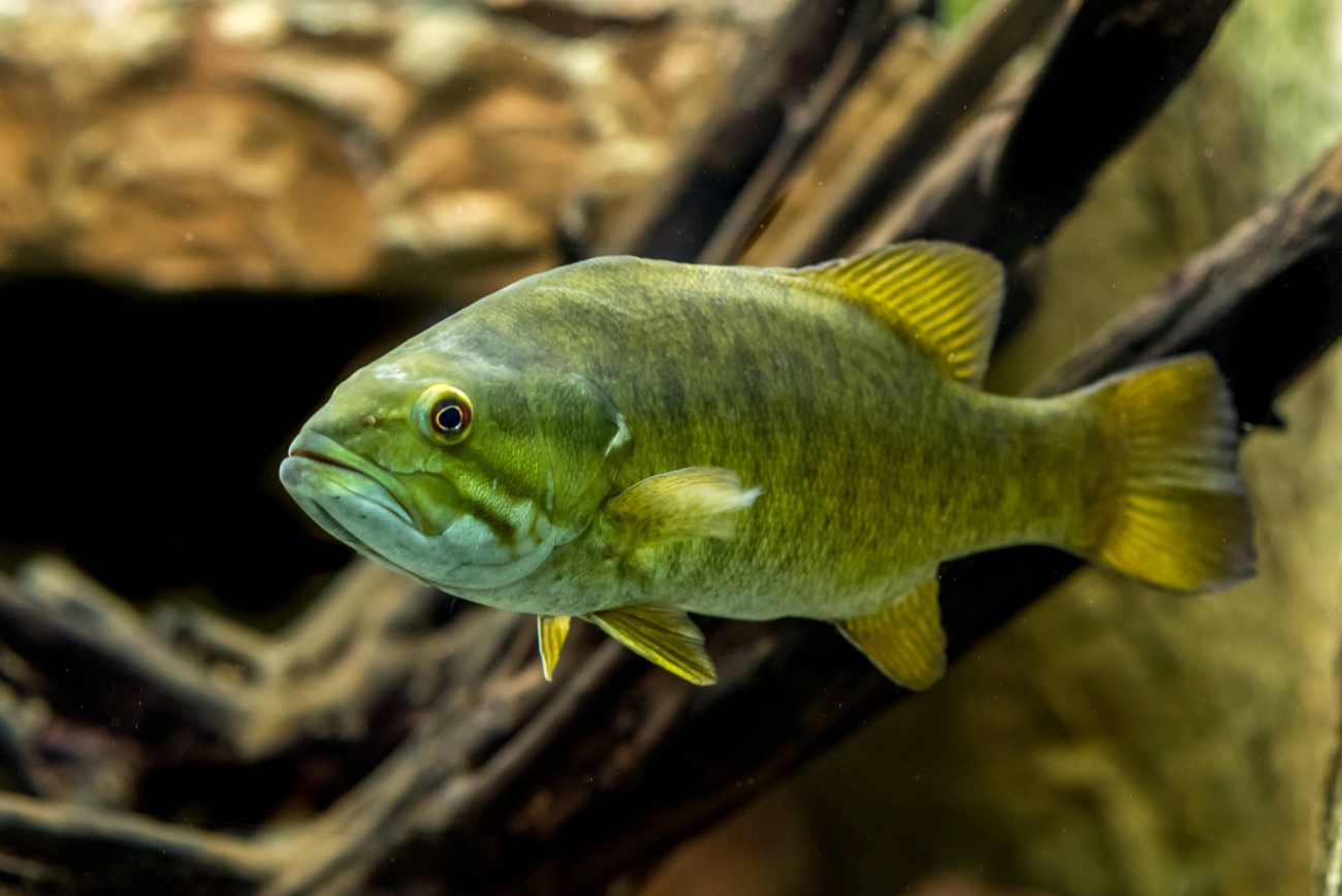 Smallmouth bass photographed in side profile